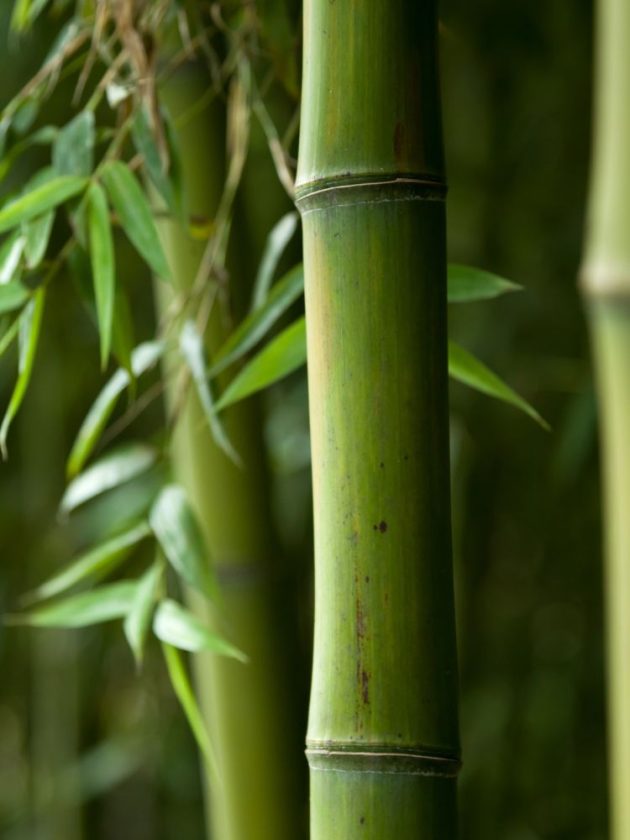 Bamboo 