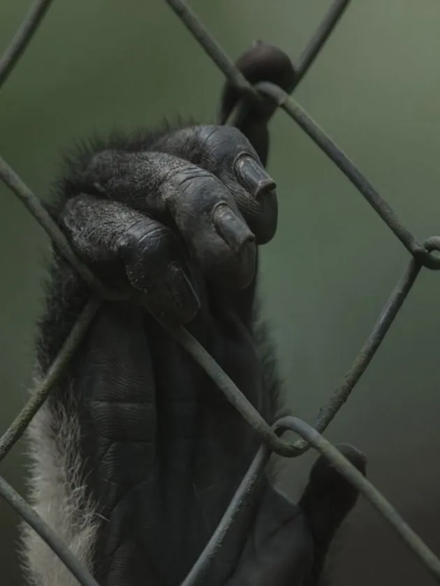 Gorilla's hand behind Zoo cages